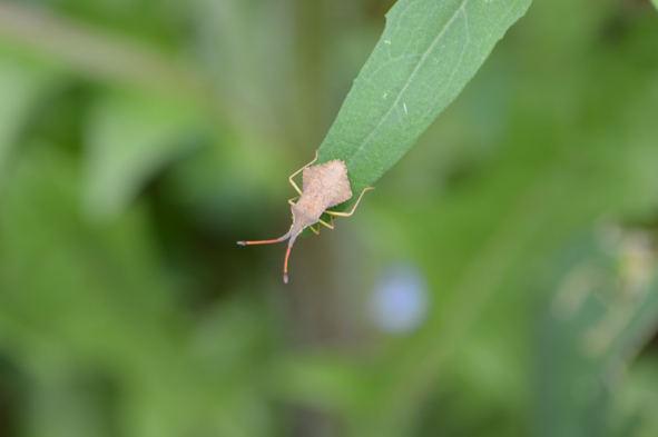 Coreidae: Syromastus rhombeus